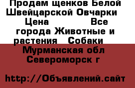 Продам щенков Белой Швейцарской Овчарки  › Цена ­ 20 000 - Все города Животные и растения » Собаки   . Мурманская обл.,Североморск г.